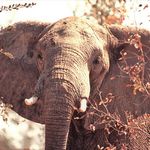 Elephants in Addo